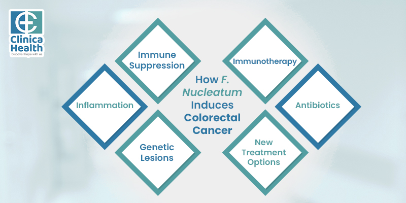 How F. nucleatum promotes colorectal cancer